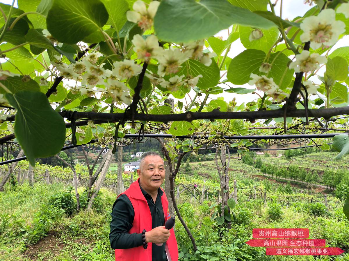 Macaque peach blossoms in full bloom