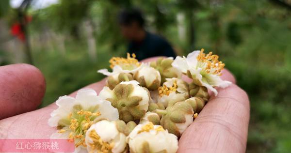 獼猴桃雄花花粉