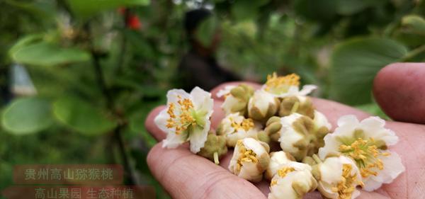 貴州獼猴桃雄花花粉