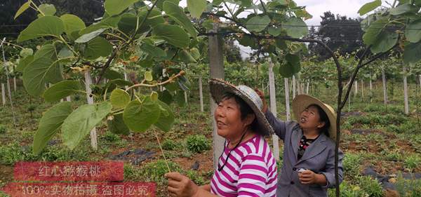 陽(yáng)光金果獼猴桃花粉