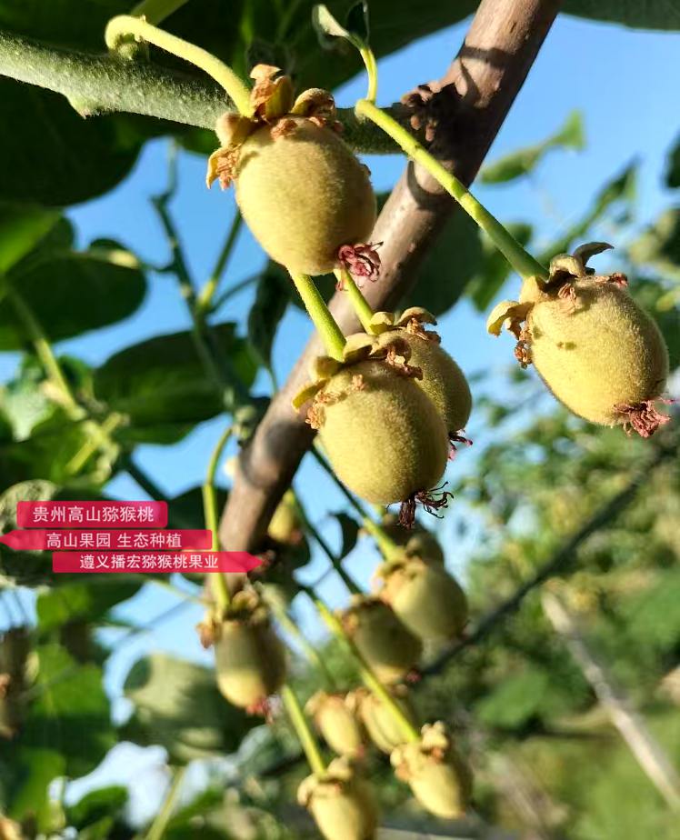 Kiwi young fruit