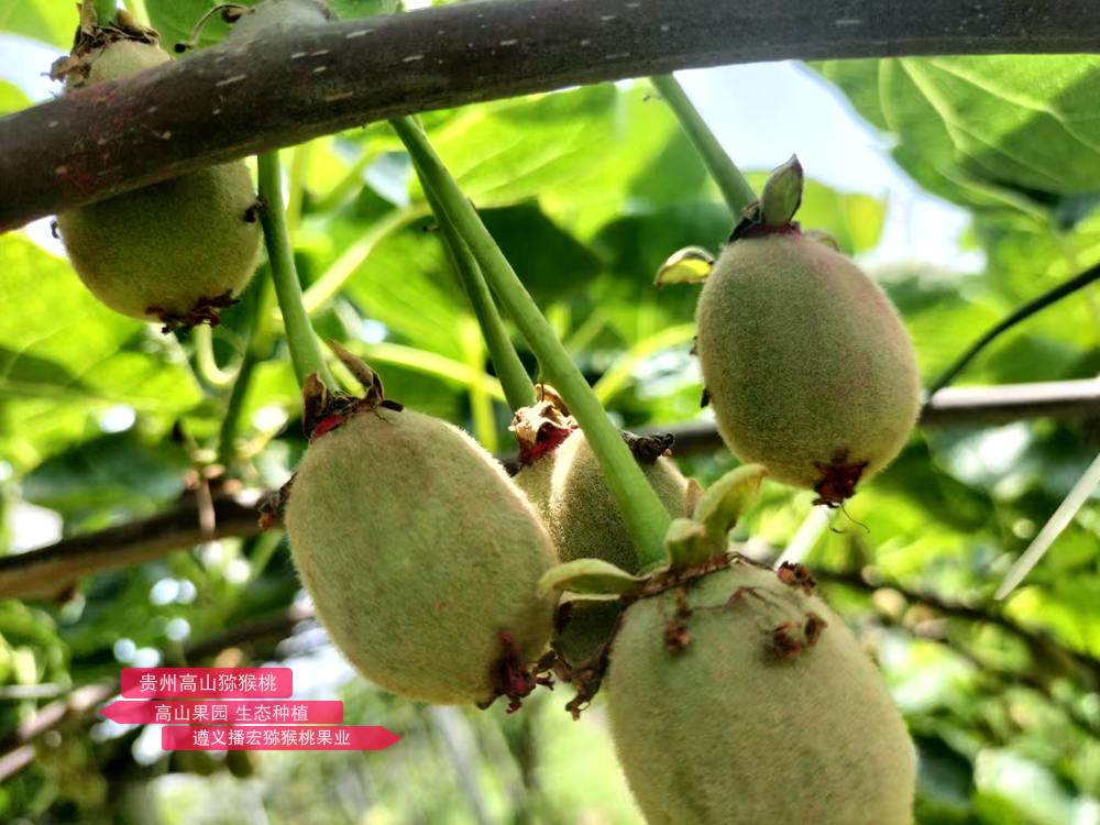 Kiwi young fruit