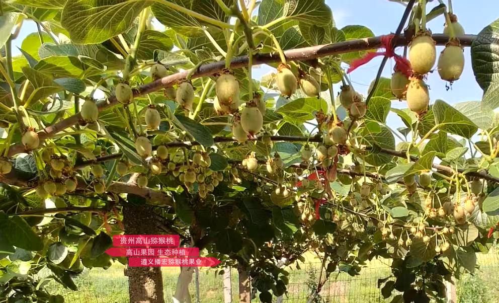 Kiwi young fruit