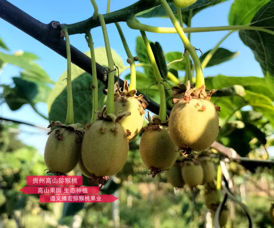 獼猴桃幼果照片