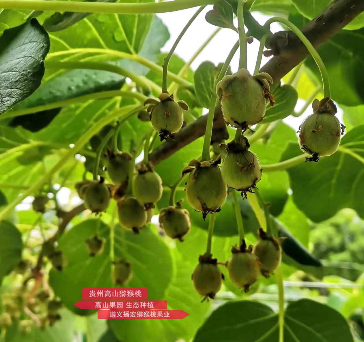 Growing young kiwifruit with red heart