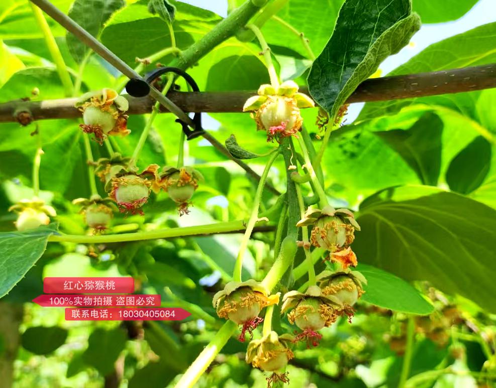 Growing young kiwifruit with red heart