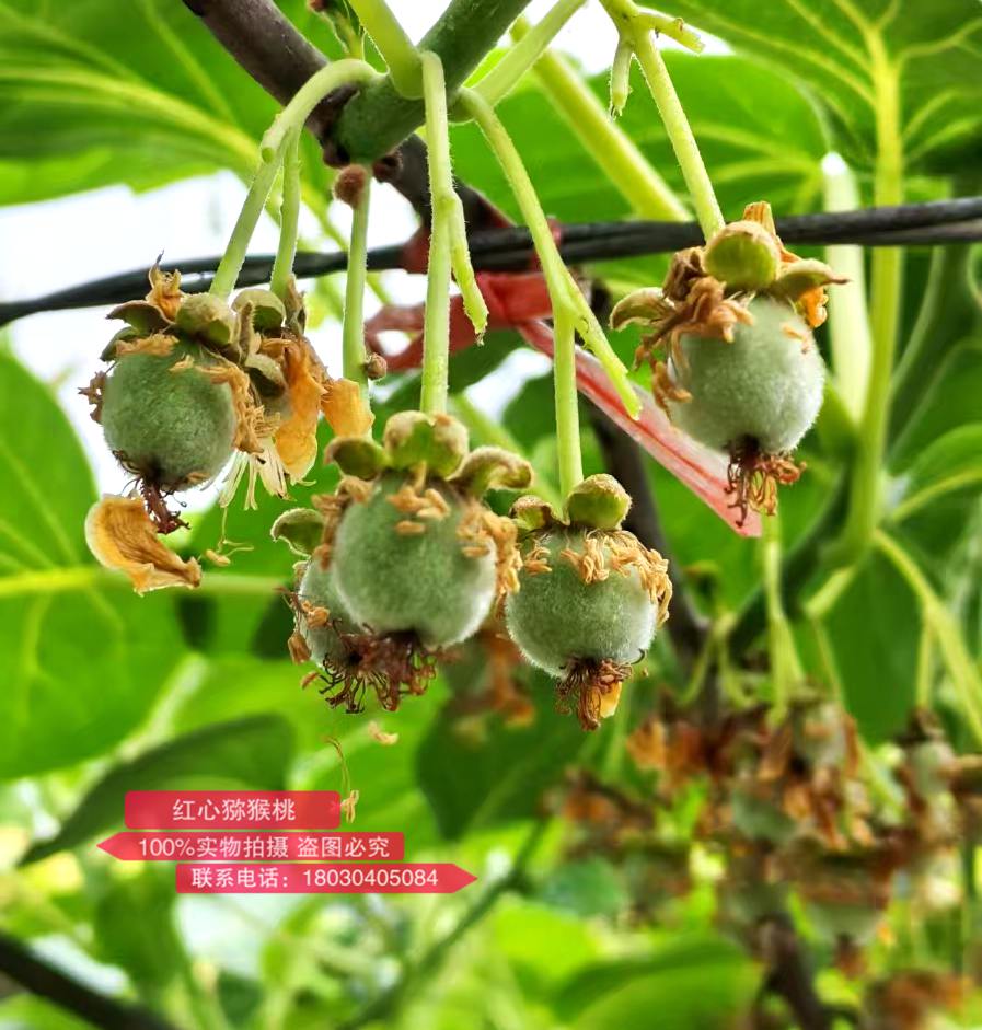 Growing young kiwifruit with red heart