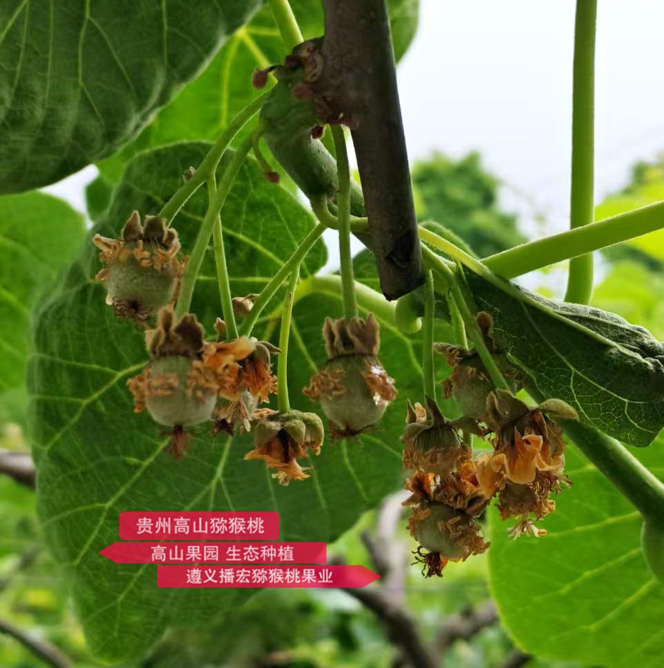 獼猴桃幼果照片