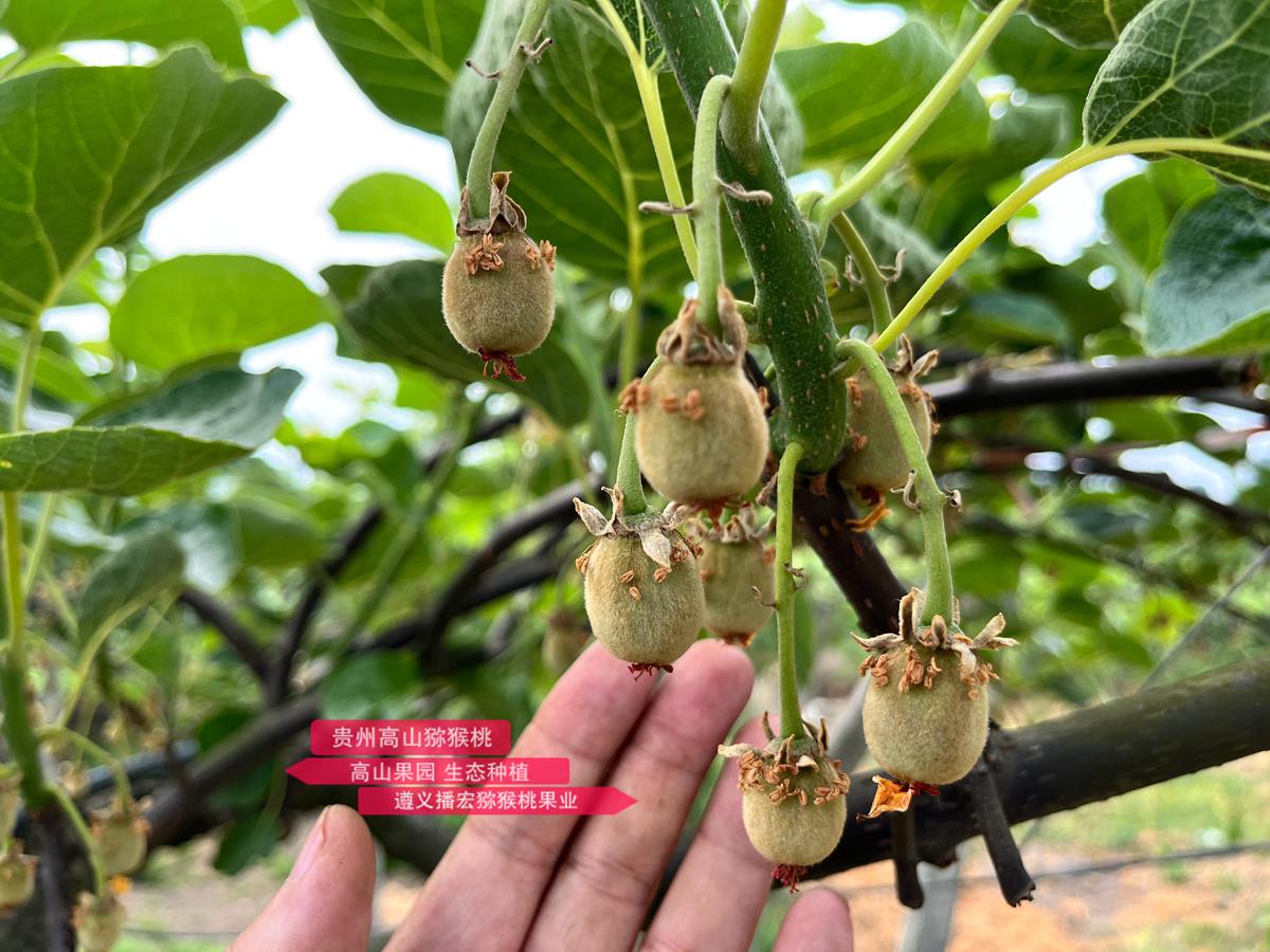 Newly pollinated young kiwifruit from Hongyang