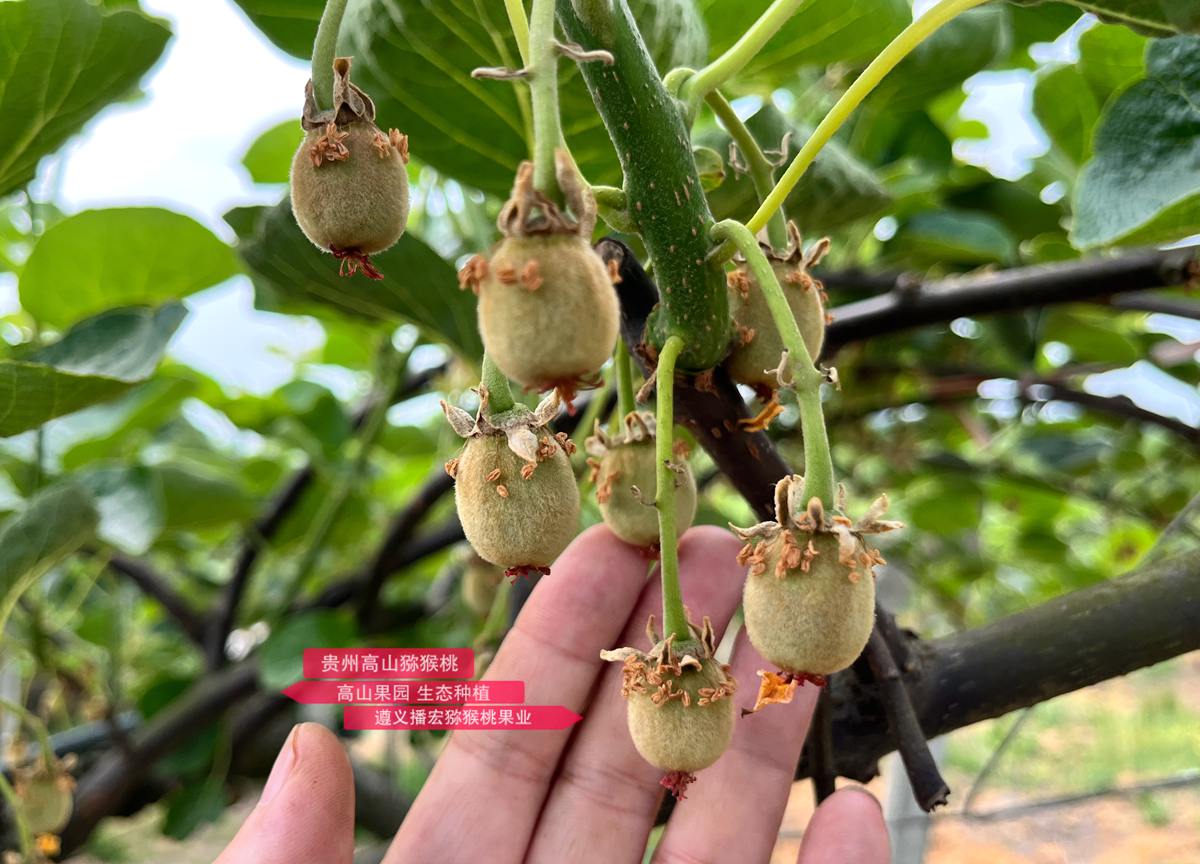 Newly pollinated young kiwifruit from Hongyang