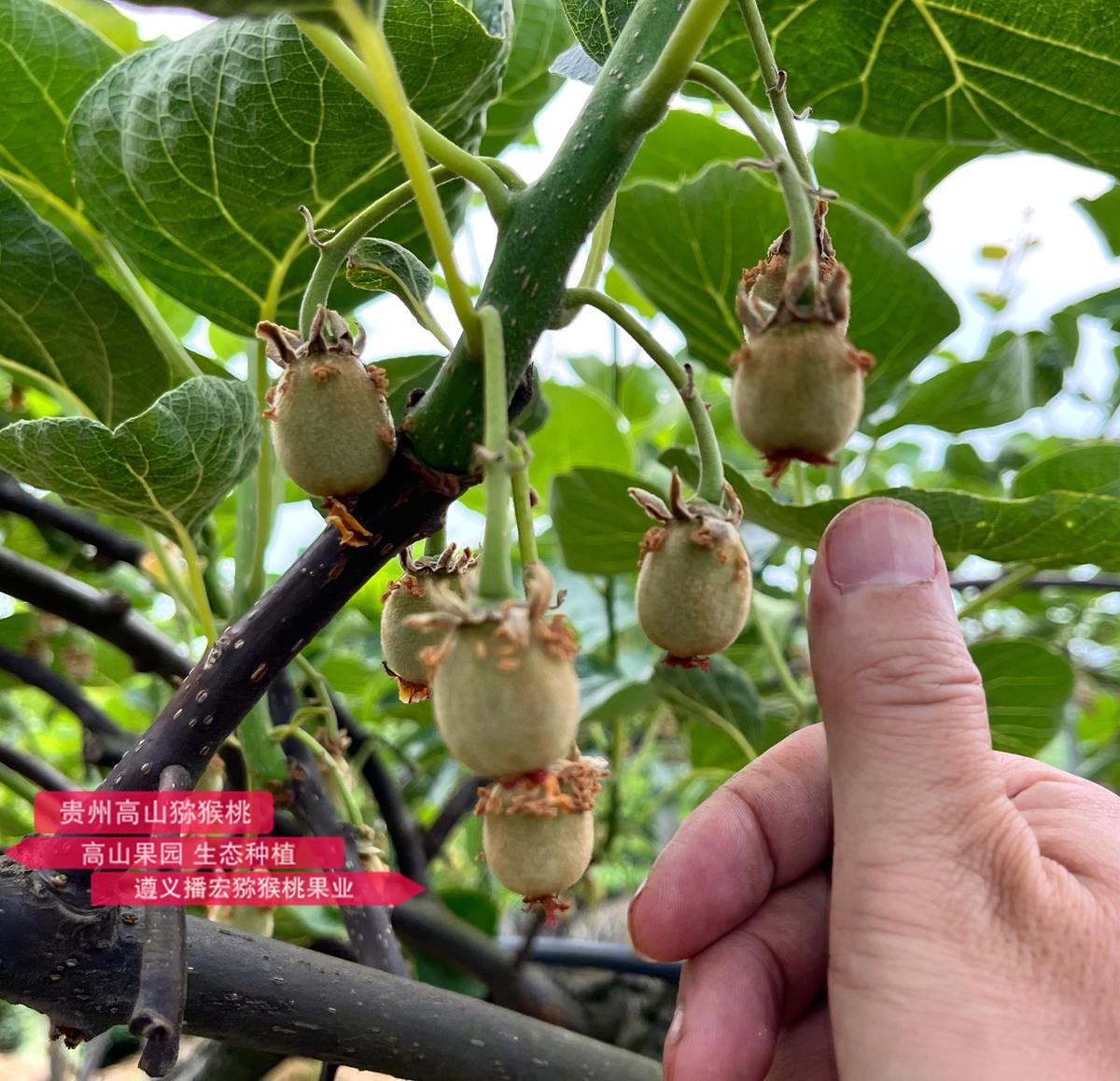 剛完成授粉的紅心獼猴桃幼果
