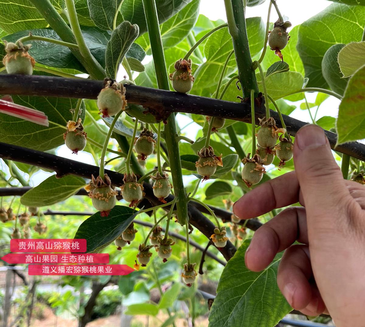 Newly pollinated kiwifruit seedlings with red hearts