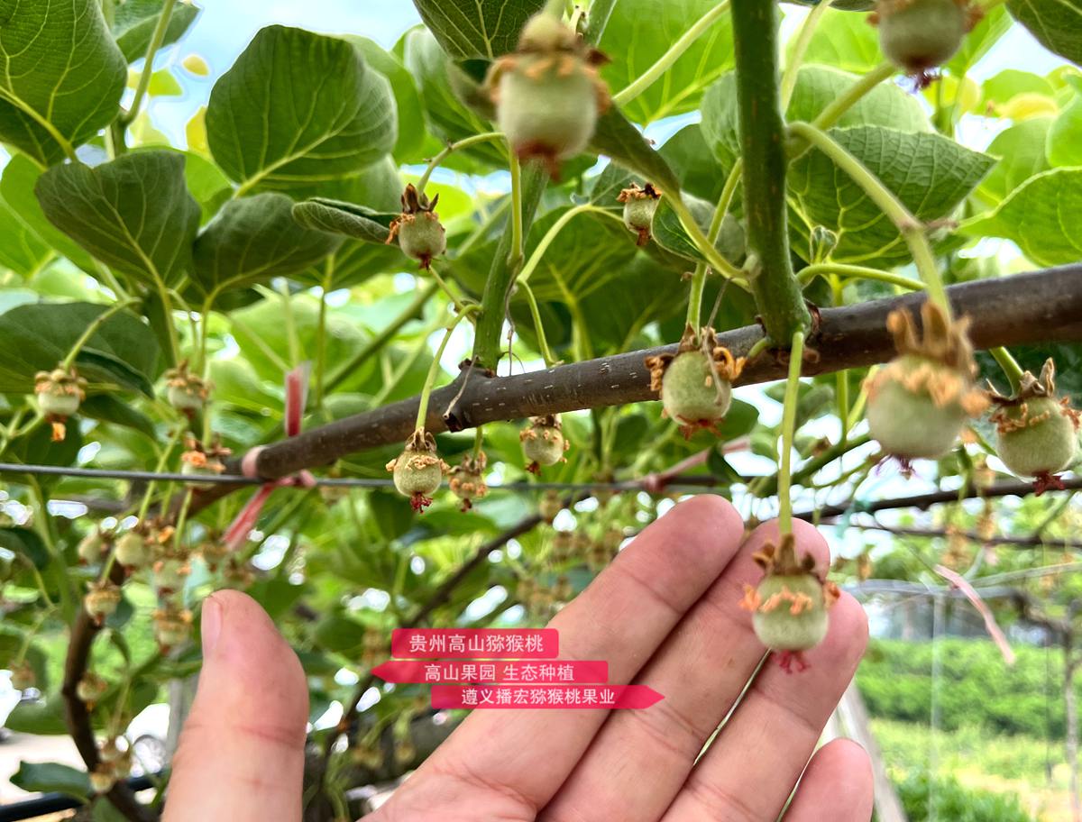 Newly pollinated kiwifruit seedlings with red hearts