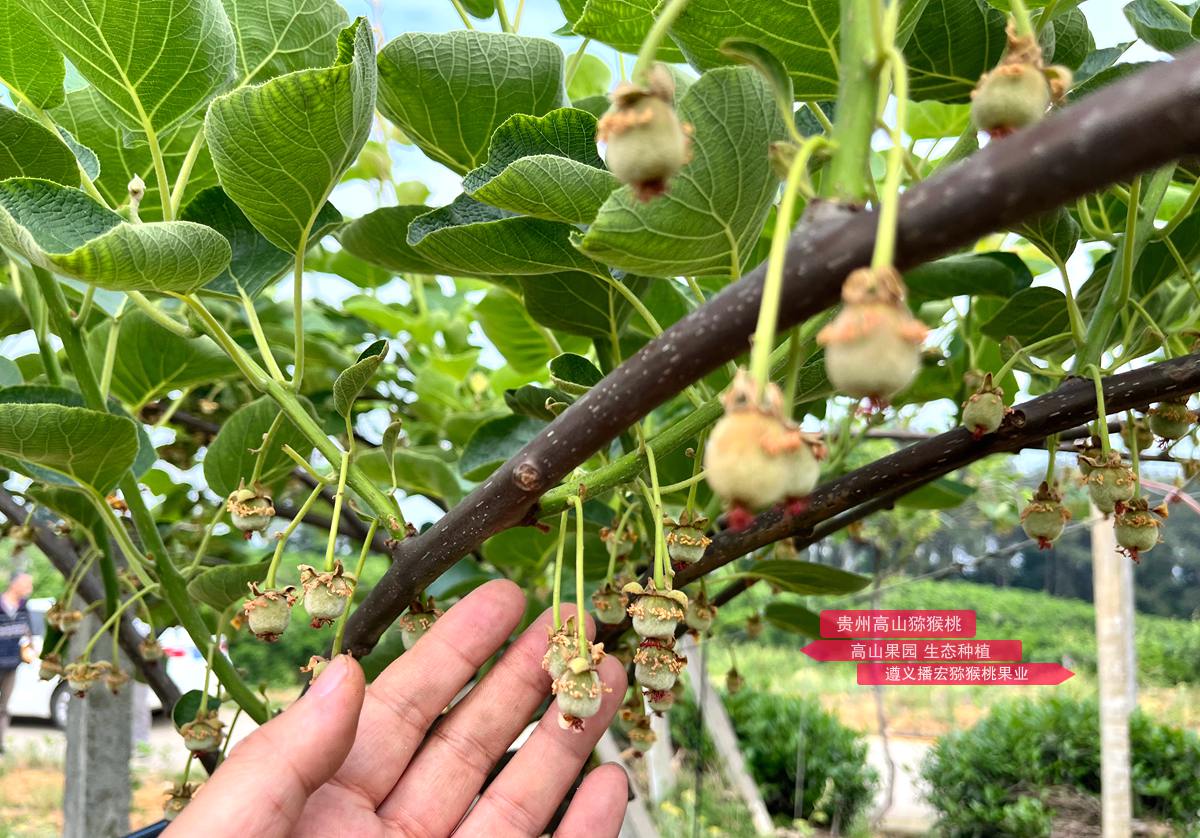 Newly pollinated kiwifruit seedlings with red hearts