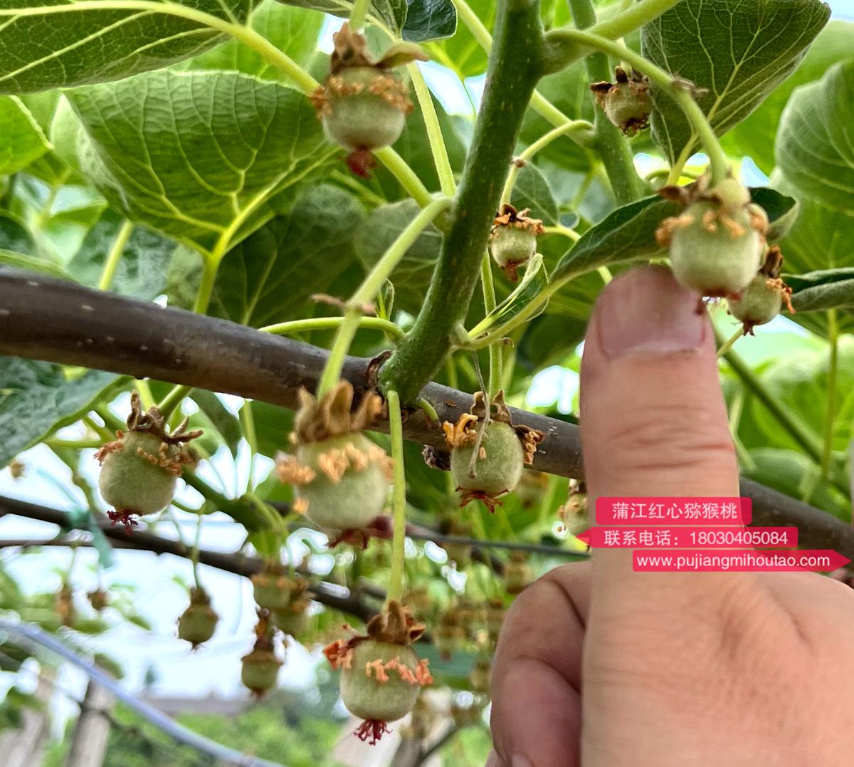 Newly pollinated kiwifruit seedlings with red hearts