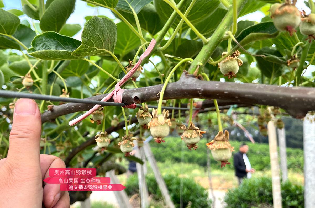 剛完成授粉的紅心獼猴桃幼果