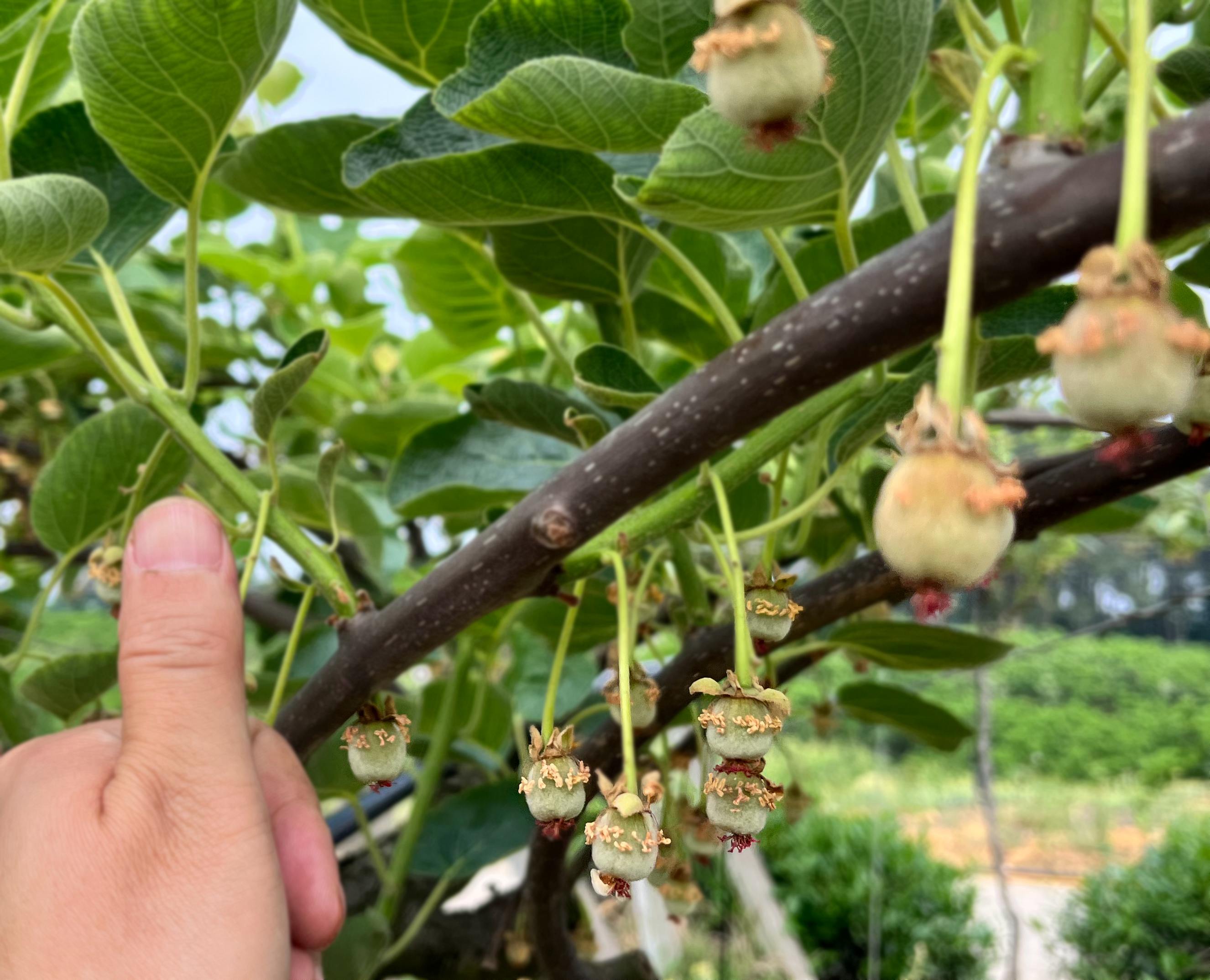 Newly pollinated kiwifruit seedlings with red hearts
