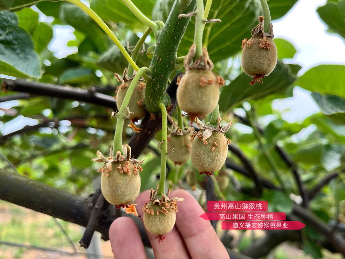 剛完成授粉的紅陽(yáng)獼猴桃幼果
