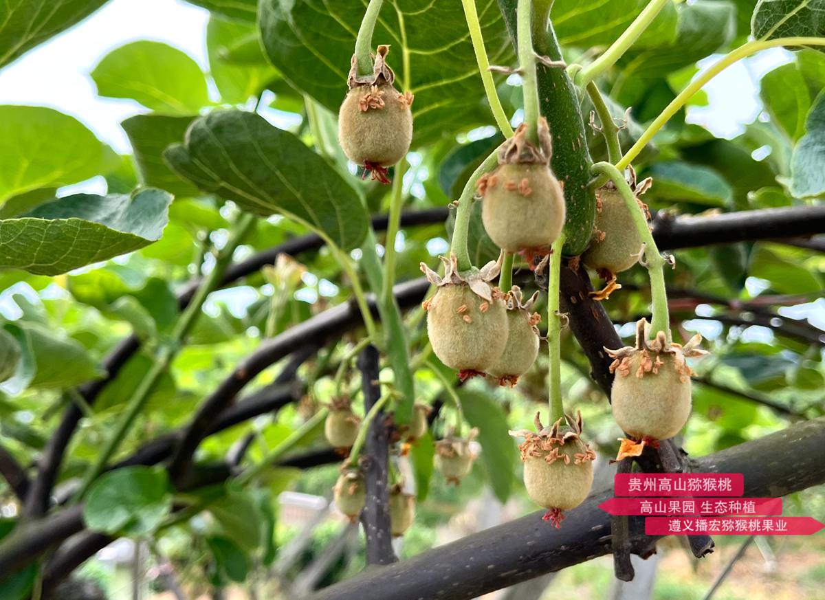 剛完成授粉的紅陽(yáng)獼猴桃幼果