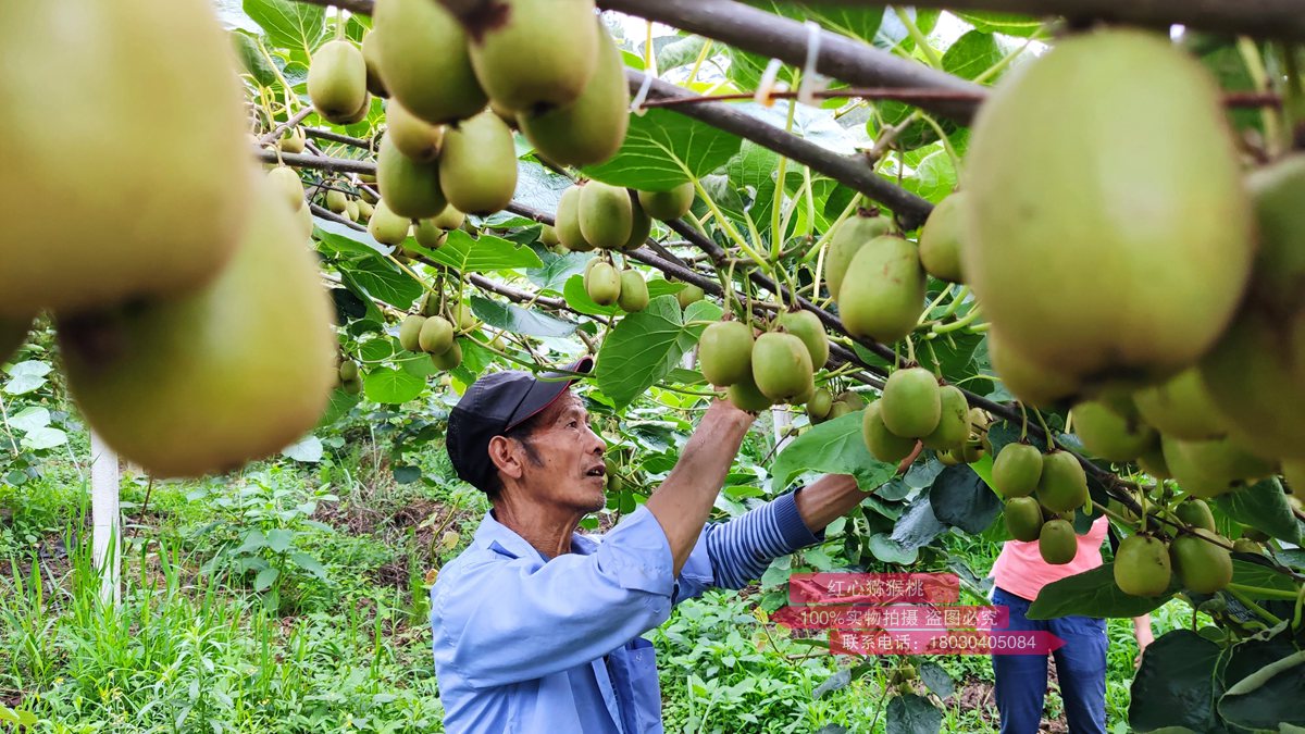 yellow kiwi orchard