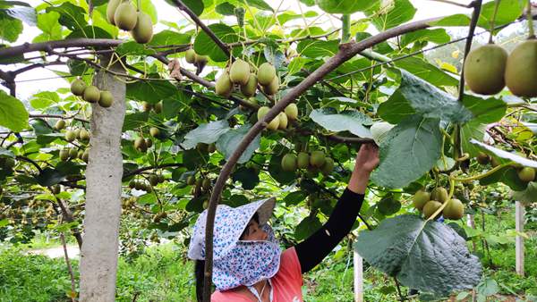 sungold g3 kiwifruit vine