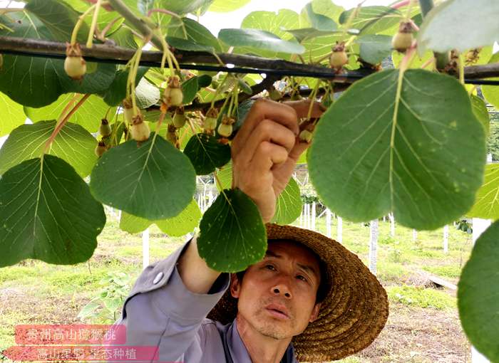 獼猴桃果園幼果 獼猴桃果園幼果