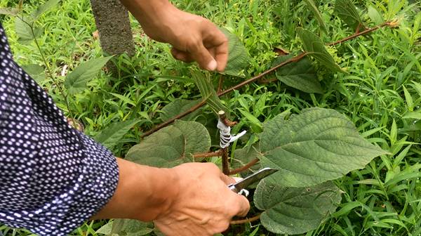 紅心獼猴桃的種植技術(shù)與高產(chǎn)栽培