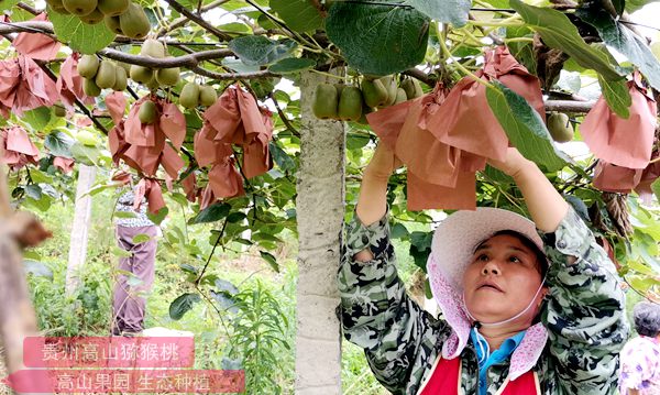 貴州遵義市播州區(qū)紅心獼猴桃