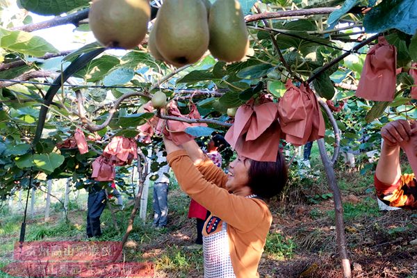 東紅獼猴桃價(jià)格多少錢一斤