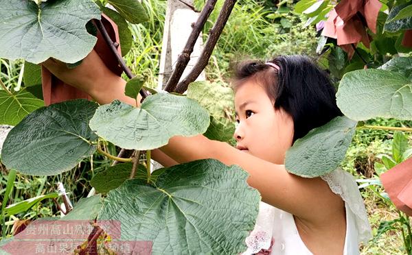 貴州獼猴桃成本利潤