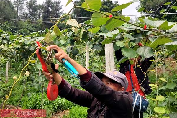 湖南有機獼猴桃夏季修剪