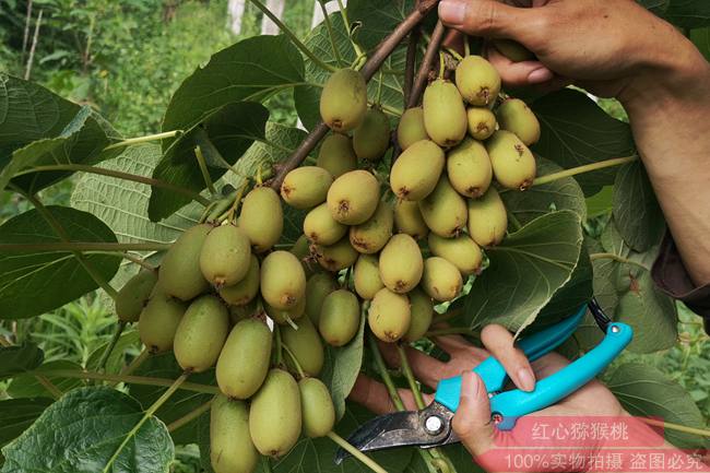 獼猴桃結(jié)果像葡萄一樣多了 獼猴桃結(jié)果像葡萄一樣多了