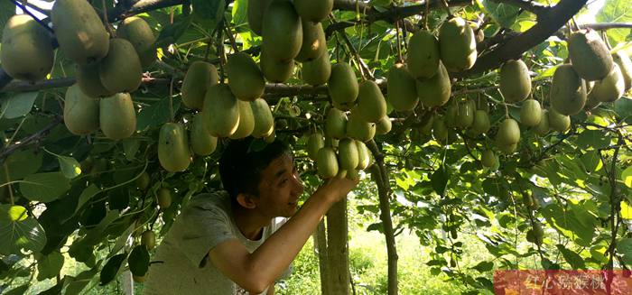 獼猴桃掛滿枝頭