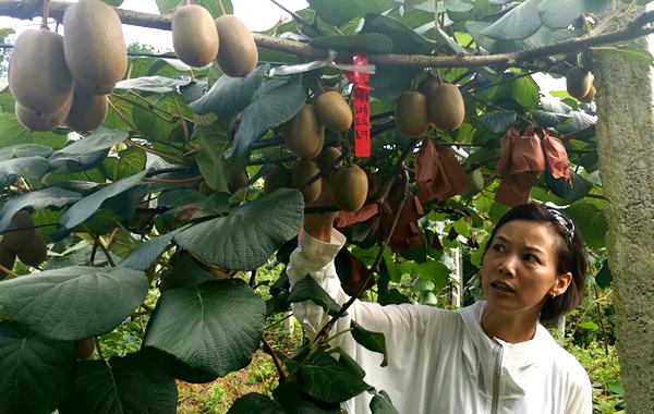 貴州高山有機(jī)紅心獼猴桃認(rèn)養(yǎng)