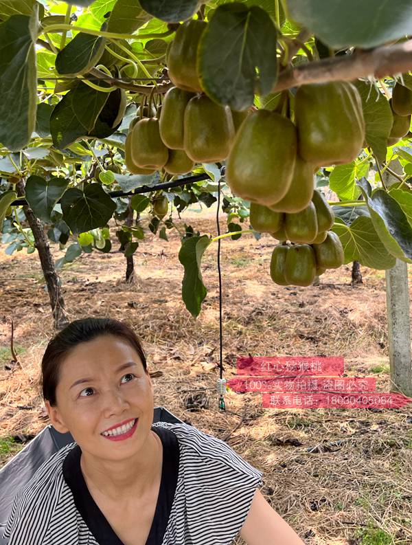 Kiwifruit