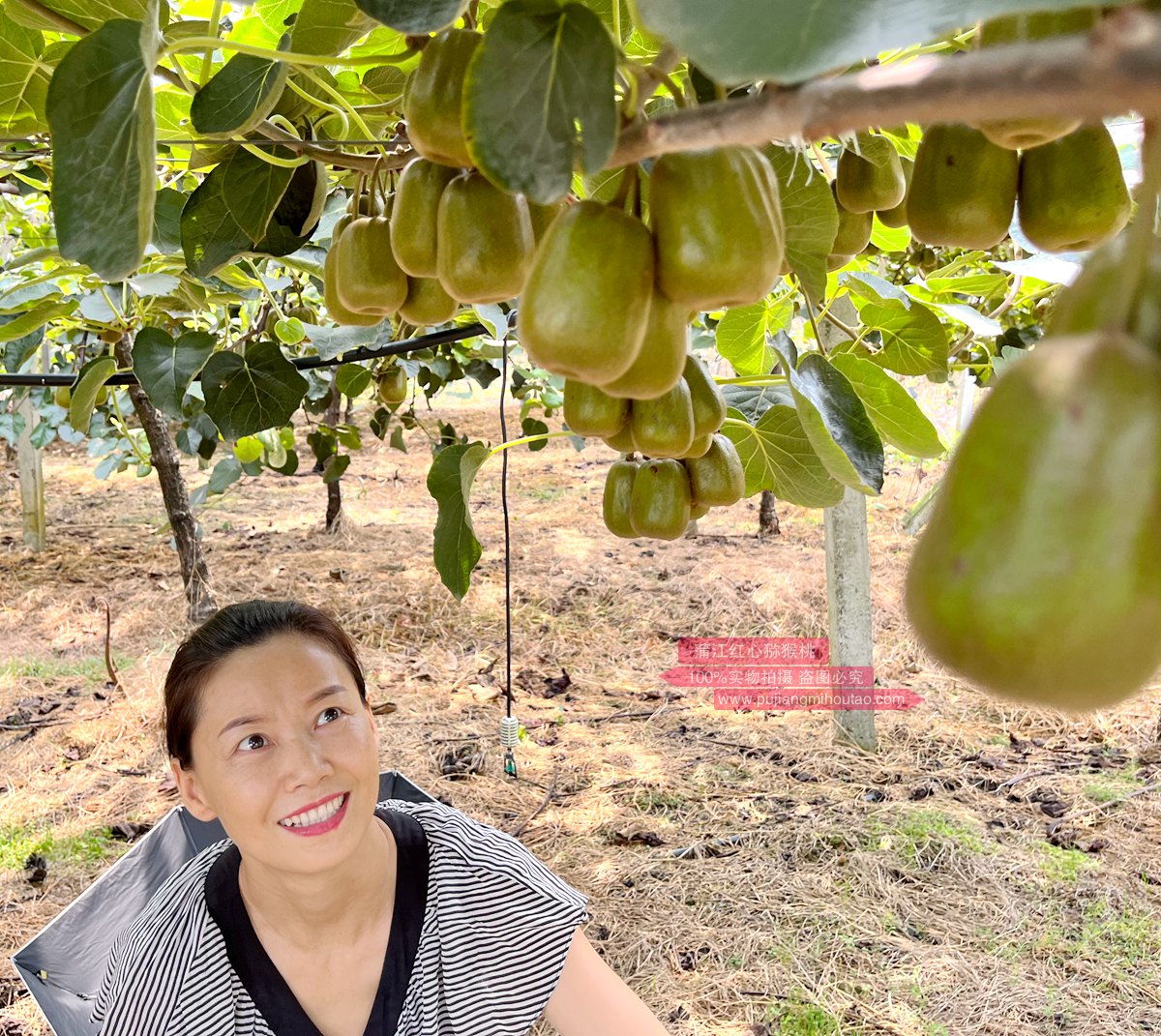 redkiwifruit vine