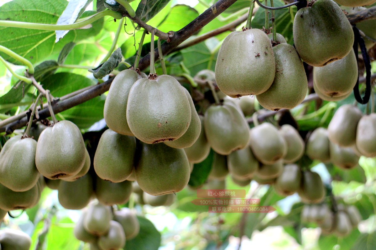 redkiwi growing zone