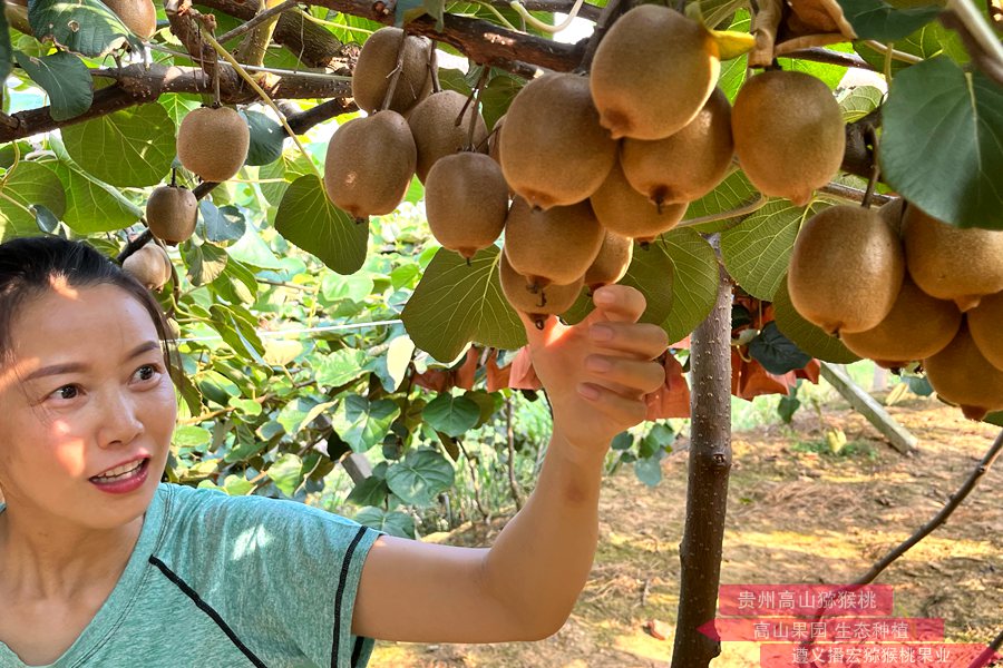 sungold orchard management