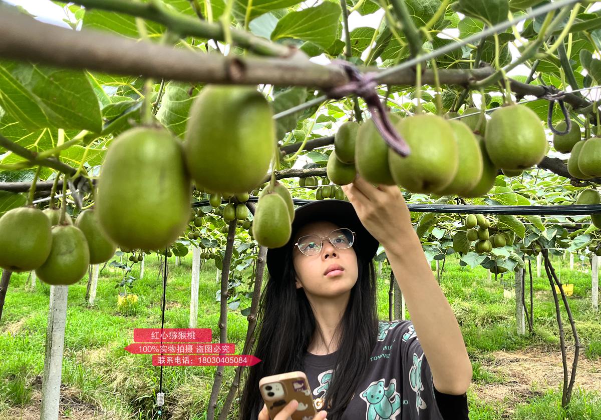 進(jìn)入快速生長(zhǎng)期的紅心獼猴桃