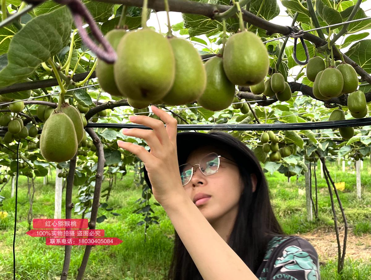 進(jìn)入快速生長(zhǎng)期的紅心獼猴桃