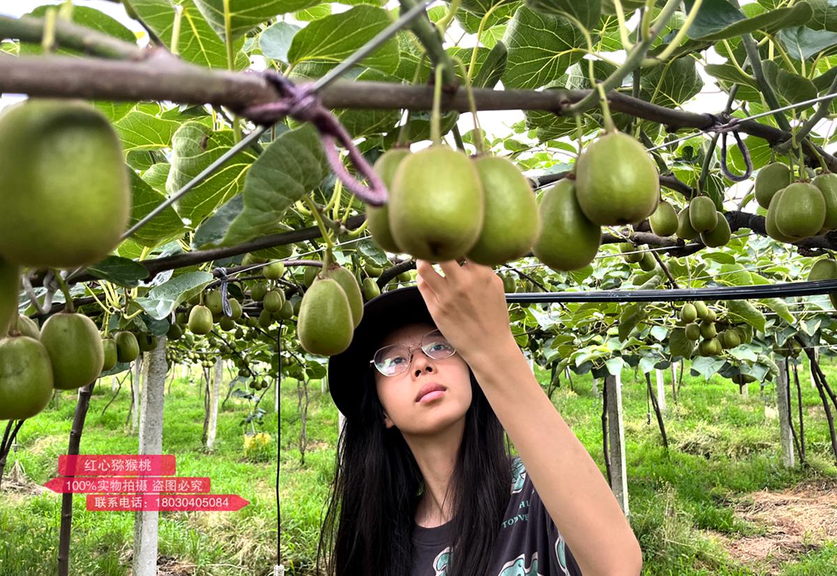Red heart kiwifruit entering the rapid growth period