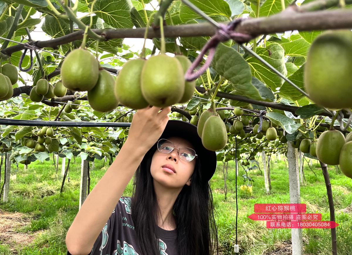 Red heart kiwifruit entering the rapid growth period