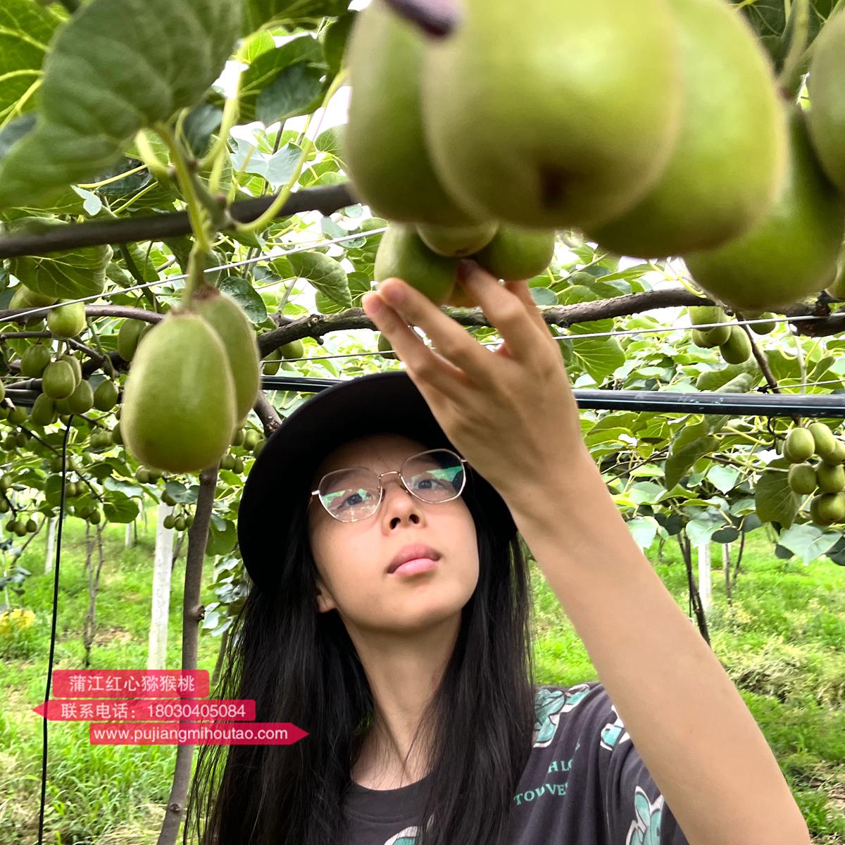 Red heart kiwifruit orchard in Sichuan Province, China