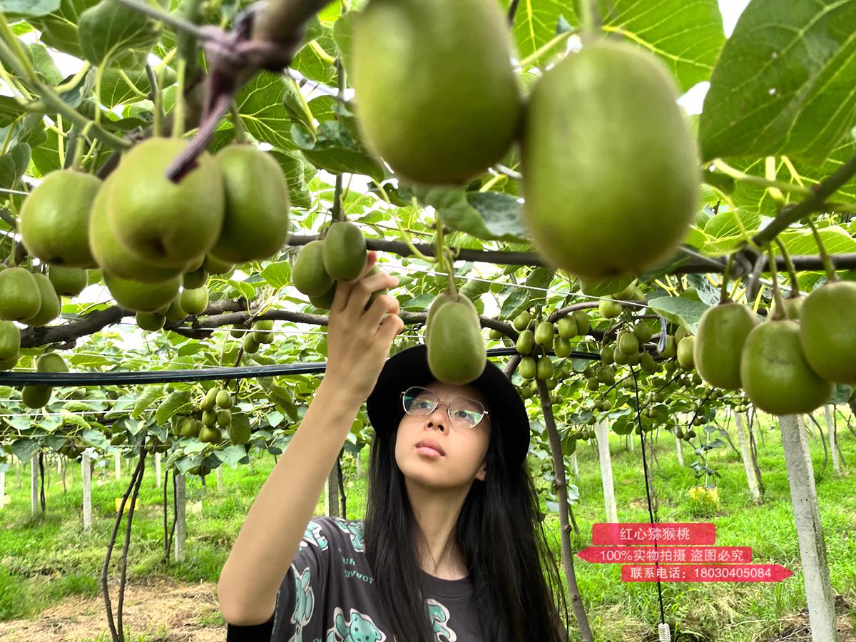 Abundant Red Heart Kiwi Orchard