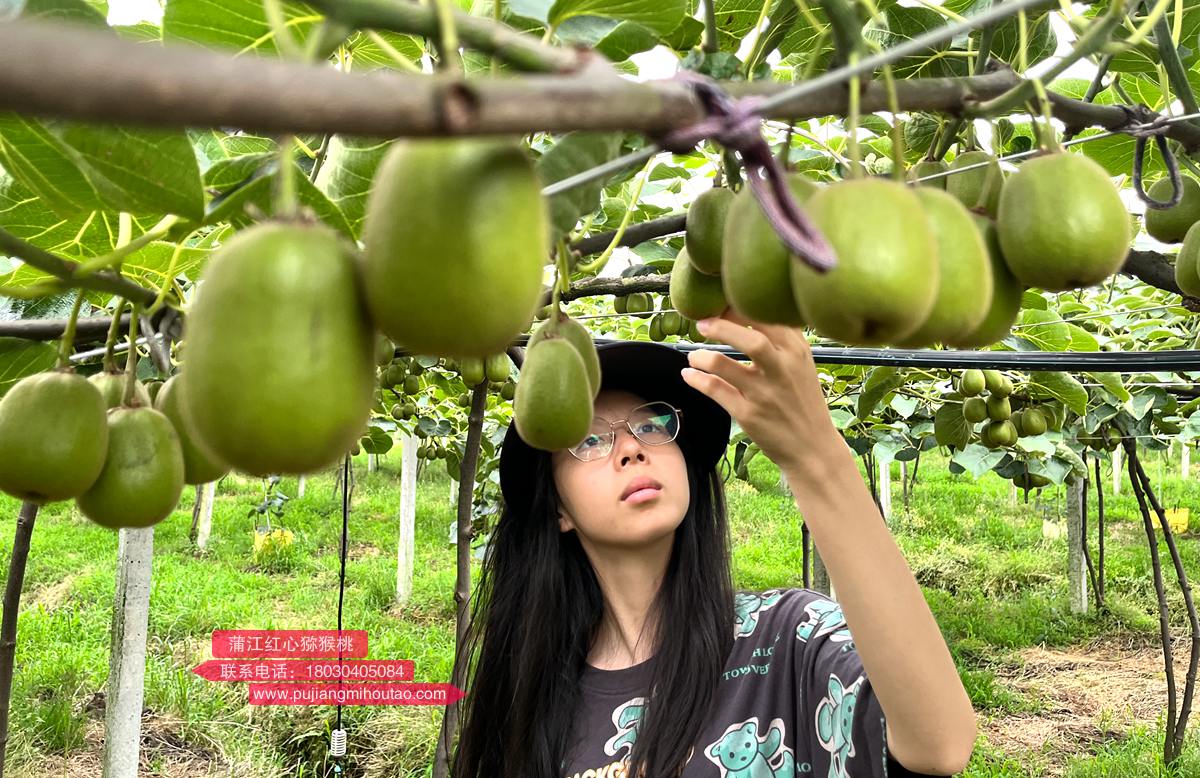 Abundant Red Heart Kiwi Orchard