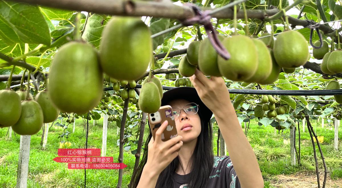 Red heart kiwifruit orchard in Sichuan Province, China