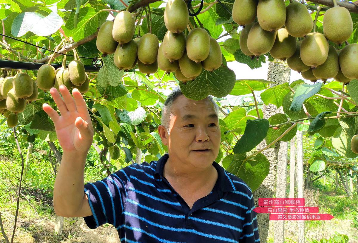 Golden kiwifruit after artificial pollination