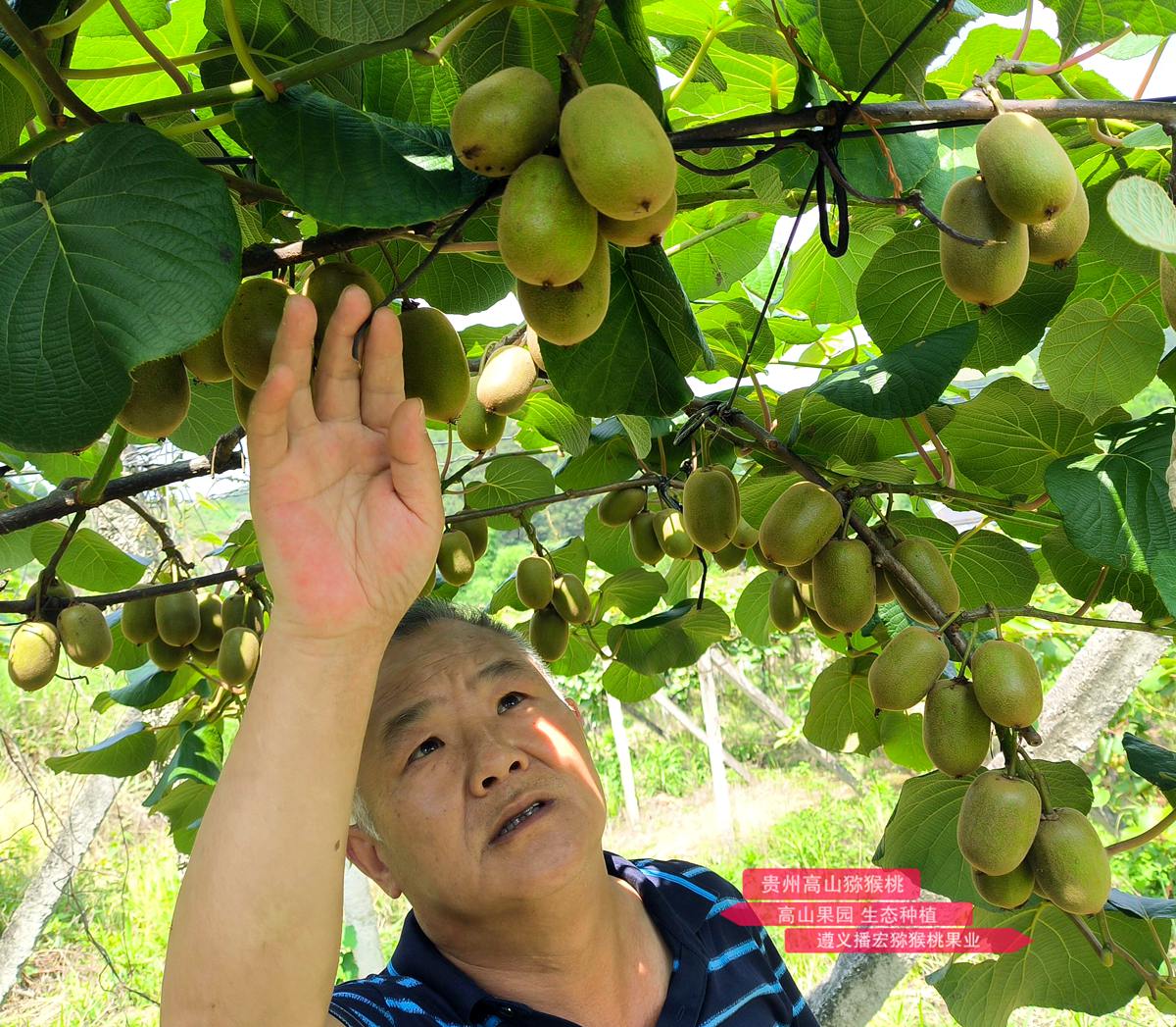 貴州高山金果獼猴桃