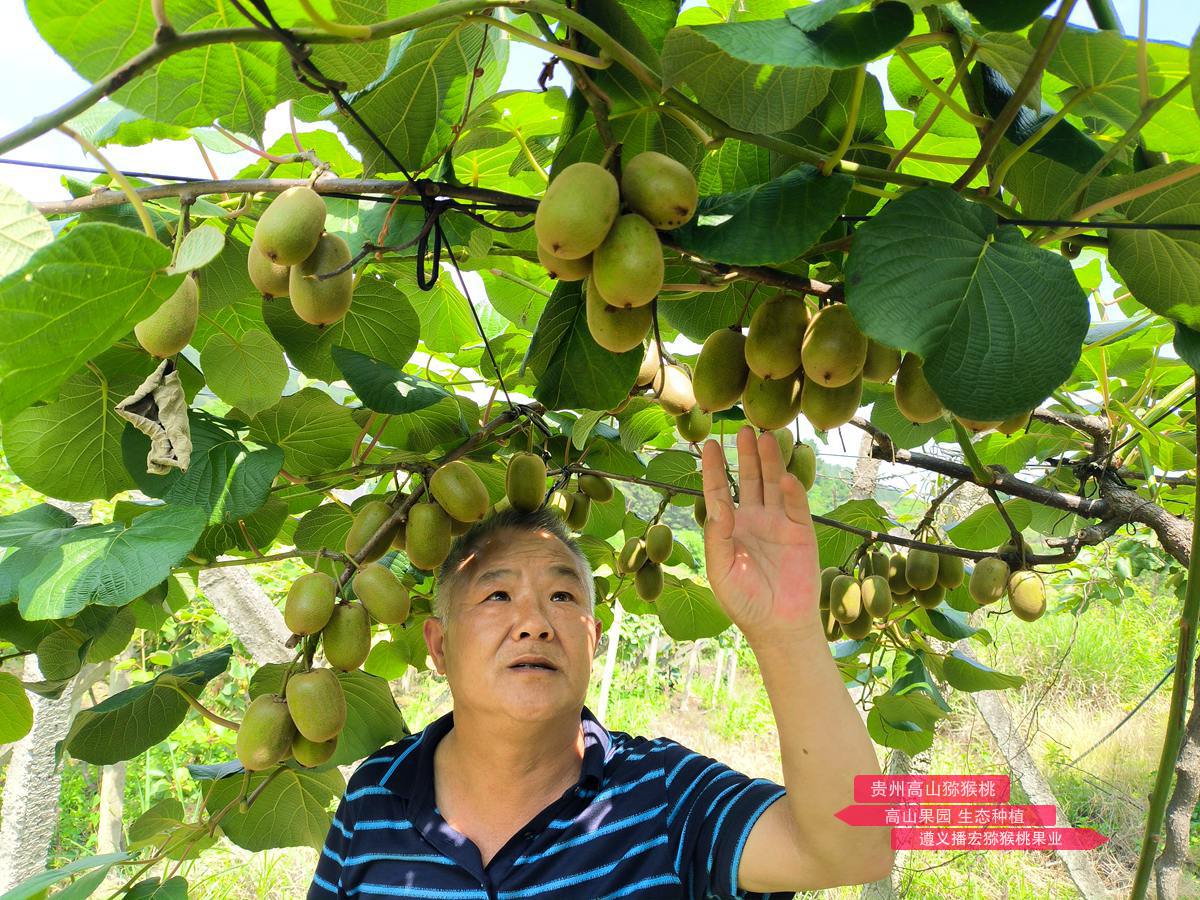 Golden kiwifruit grown in China