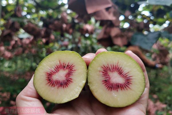 redkiwifruit